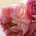 pivoines roses