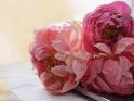 pivoines roses